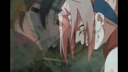 Fly on the Wall - Sakura