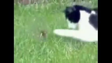 Котешки изцепки