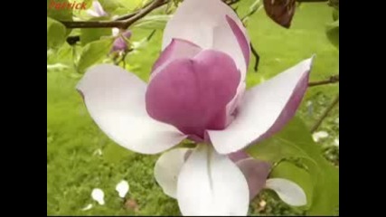 Kitaro - Magic Magnolia 