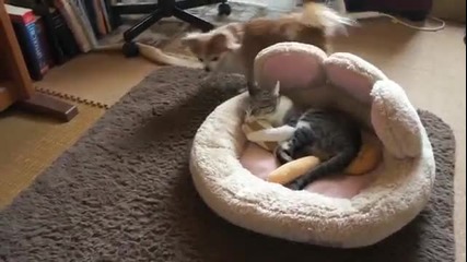 Закачливи кучета и сънливо коте