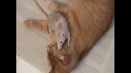 Странно съжителство между котка и мишки