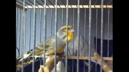 mohameds bird