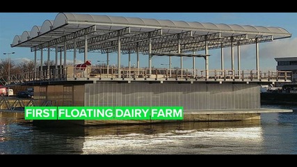 Rotterdam is home to the world’s first floating dairy farm