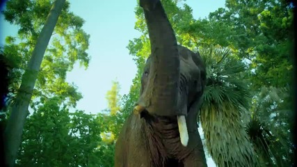 Katy Perry - Roar - Кралицата на джунглата