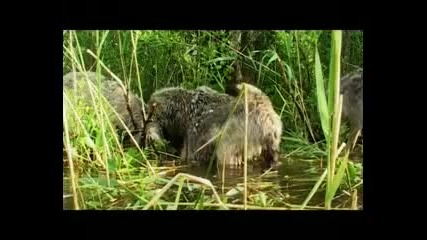 Вълчи сезон / Волчий сезон (2008) [част 6]