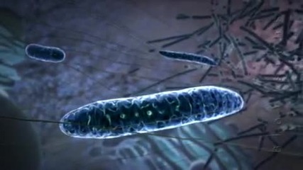 Powering the Cell - Mitochondria
