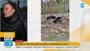 Бездомни кучета нападнаха 3-годишно дете във Варна