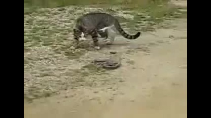 Battle between cat and snake