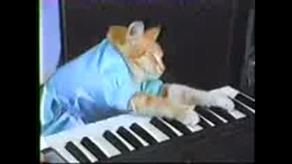 котка свири на пиано