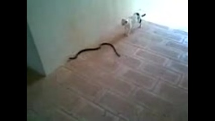 Котка срещу Змия