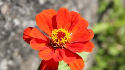 Flowers and Bees