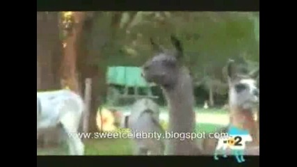 Най - смешния klip в нета