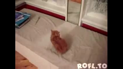 Смях - котенце се вижда в огледалото 