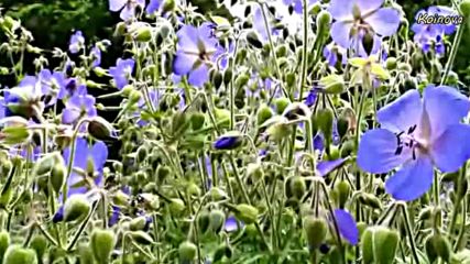 Танц на цветята - авторски клип