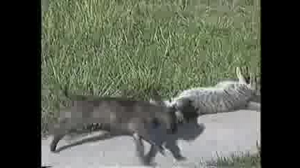 Котка се нахвърля върху Питбул