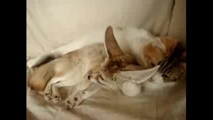 Котка ближе лисиче