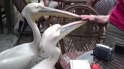 Пеликани нападат жена