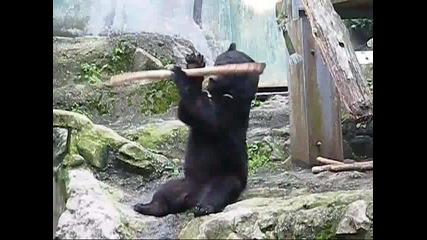 Мечка с невероятни умения!