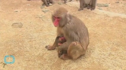 Japanese Zoo Apologizes for Naming a Newborn Monkey After the Royal Baby