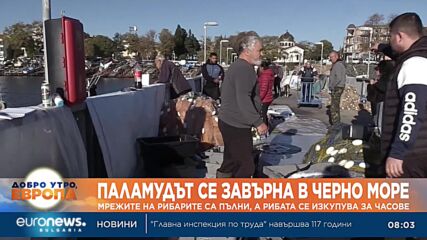 Паламудът се завърна в Черно море - мрежите на рибарите са пълни, а рибата се изкупува за часове