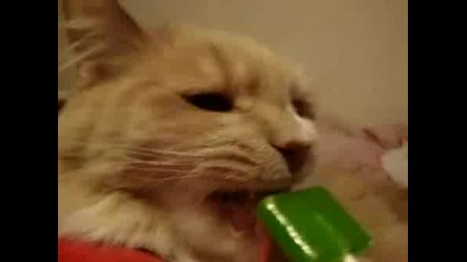 Коте с близалка