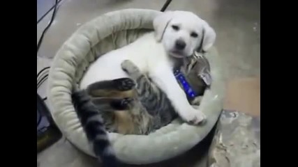 Котка в лапите на куче