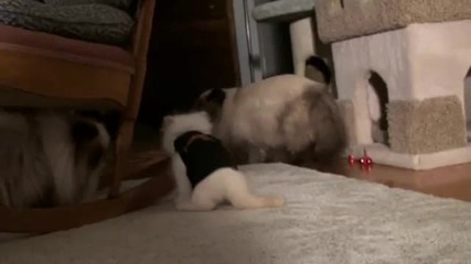 Сладкото коте се забавлява