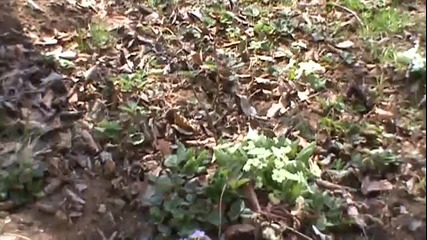 Разцъфте ли се цветя в село Горна Диканя 1