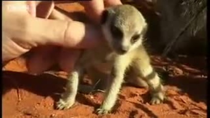 Adorable baby meerkats explore the African wild for the first time - Bbc wildlife