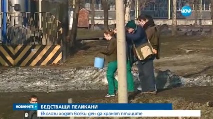 Пеликани бедстват в язовир Розов кладенец