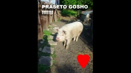 Praseto Gosho !!! 