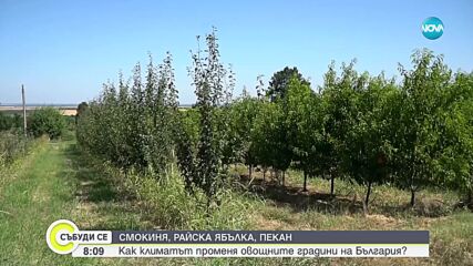 Сушата и климатичните промени ни оста виха без кайсии