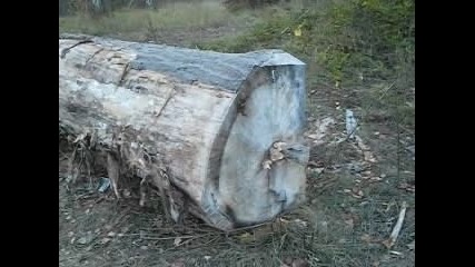 Мистериозните гъбки