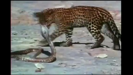 Leopard Cub Vs King Cobra 