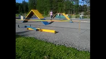 Дого Аржентино (аджилити)
