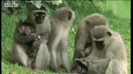 бебе маймуни в игра