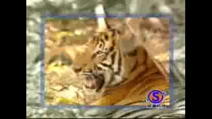 Monkey mess with tiger