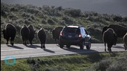Bison Attacks Woman Taking a Selfie at Yellowstone
