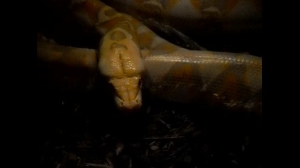 terrarium Anaconda/ Plovdiv