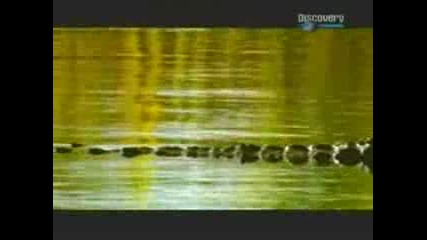 Discovery Channel - Animais Mortais Parte5