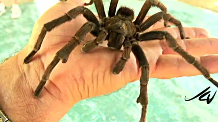 Огромна Tarantula