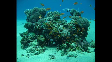 Atb - Underwater World