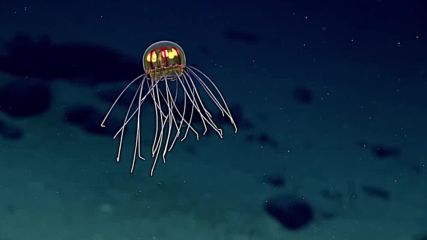 Нов вид медуза е открит в Марианската падина