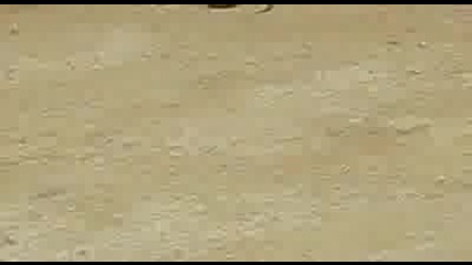 Битка - котка и змия