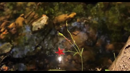 Nature Relaxation Vivaldi Music