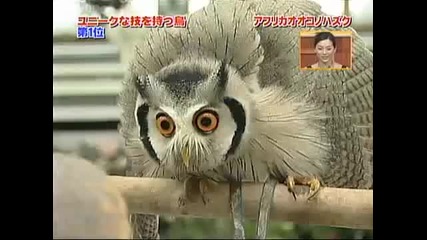 Трансформация на сова - Transformer Owl 
