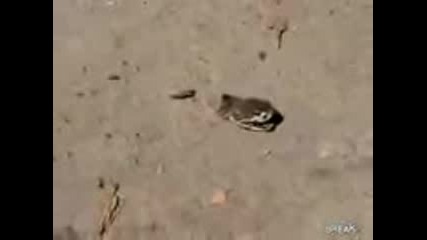 Snake head 