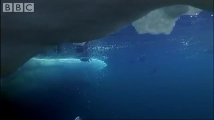 Ducks Diving for Mussels in Sea Ice Pools - Planet Earth - Bbc wildlife 