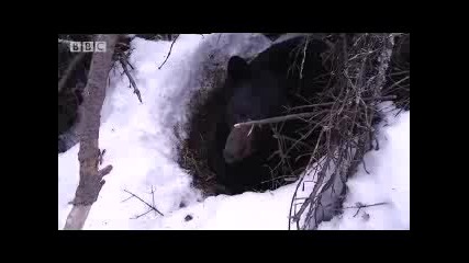 Black - Heart the hibernating bear - extreme animals - Bbc wildlife