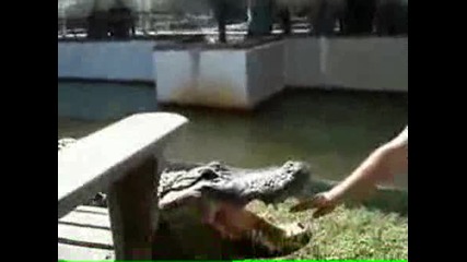 Не се базикай с крокодил 